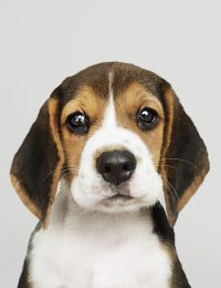 Adorable Beagle puppy solo portrait