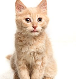 The red or white cat i on white studio background