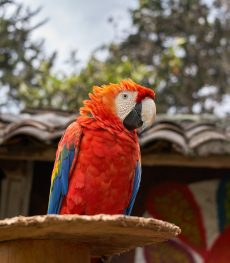 A closeup view of a colorful scarlet macaw on blurred background