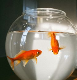 fish-tank-with-two-goldfish-it